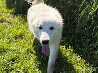 Adotta il cane Molly a Latina