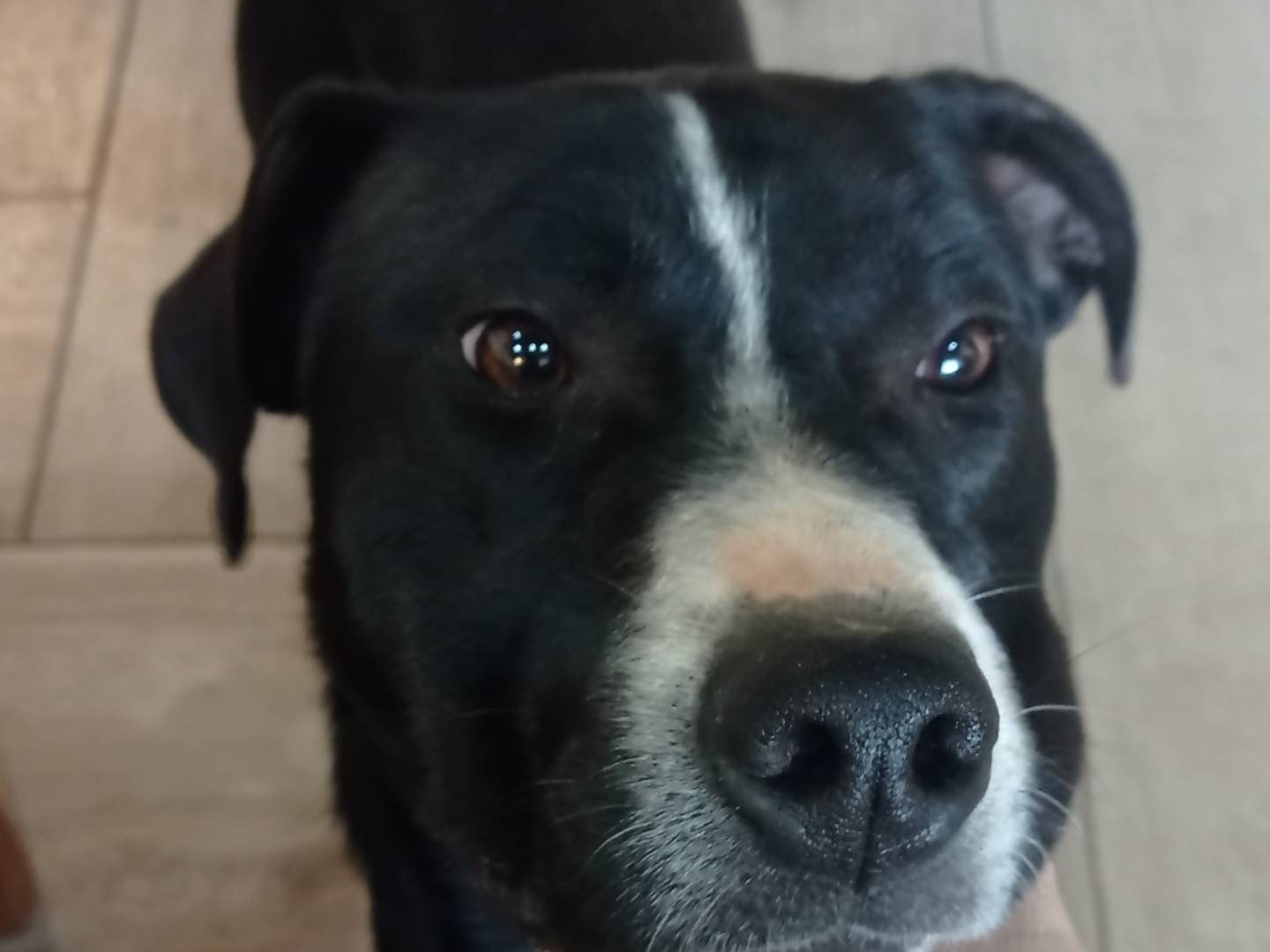 Adotta un cane, maschio, 1 anno e 8 mesi, Catanzaro