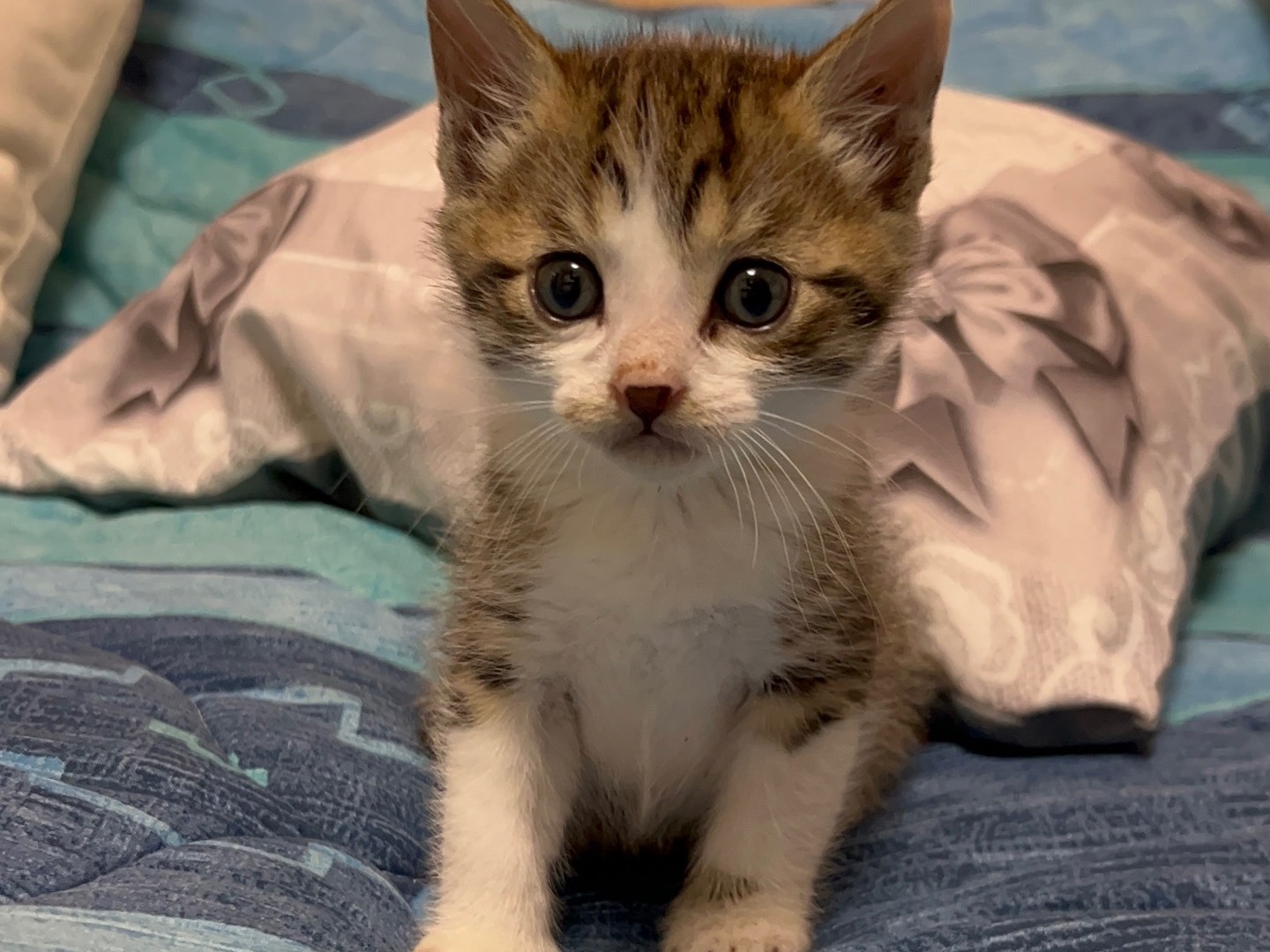 Adozione gatto, maschio, Razza sconosciuta Razza sconosciuta, 2 mesi, taglia non valida, Messina