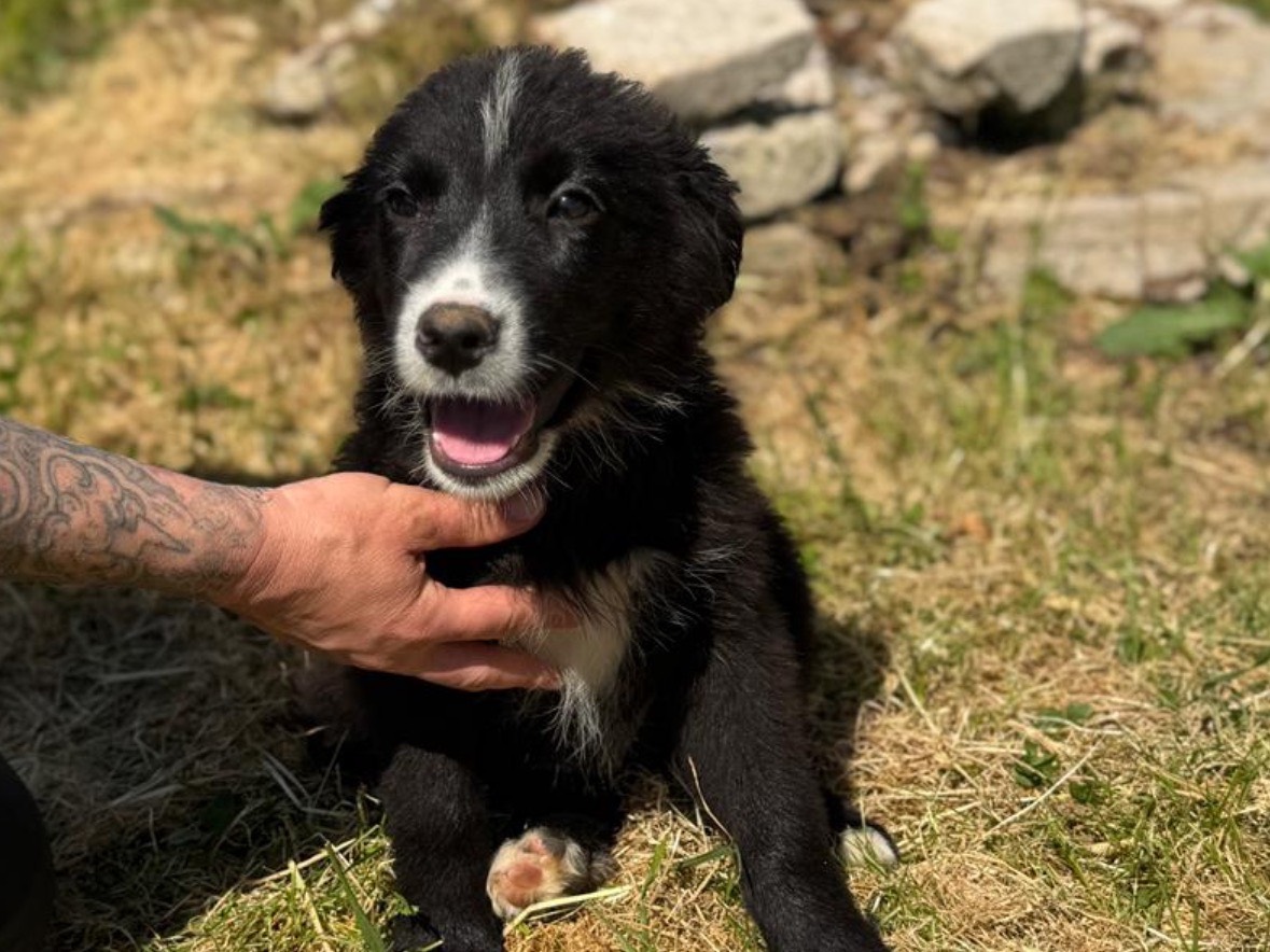 Adozione cane, maschio, Razza sconosciuta Razza sconosciuta, 3 mesi, taglia media contenuta, Frosinone