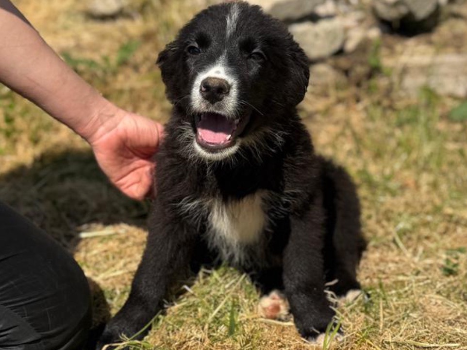 Adotta un cane, maschio, 3 mesi, Frosinone