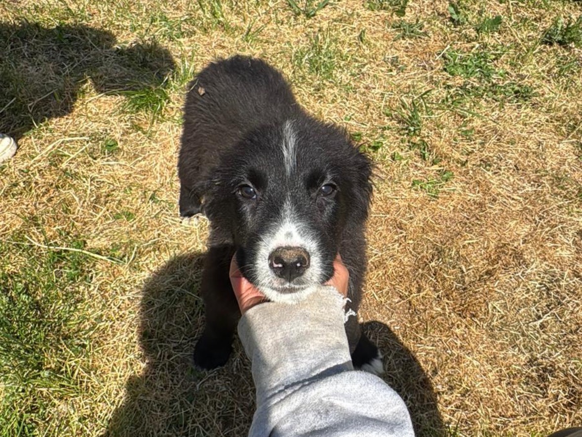 Adotta un cane, taglia media contenuta, maschio, Frosinone