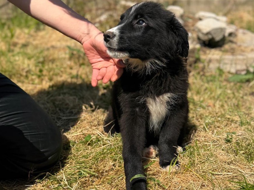 Vuoi adottare un cane a Frosinone?