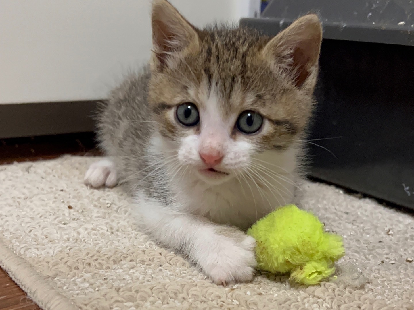 Adozione gatto, maschio, Razza sconosciuta Razza sconosciuta, 2 mesi, taglia non valida, Messina