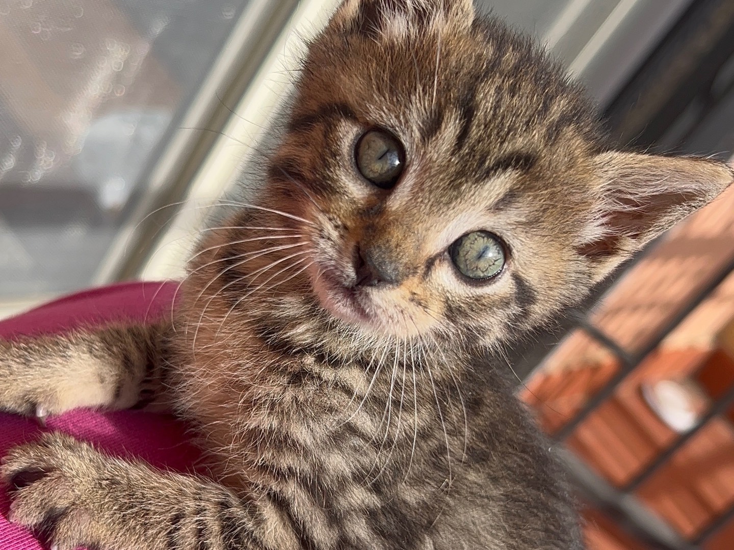 Adozione gatto, maschio, Razza sconosciuta Razza sconosciuta, 2 mesi, taglia non valida, Messina