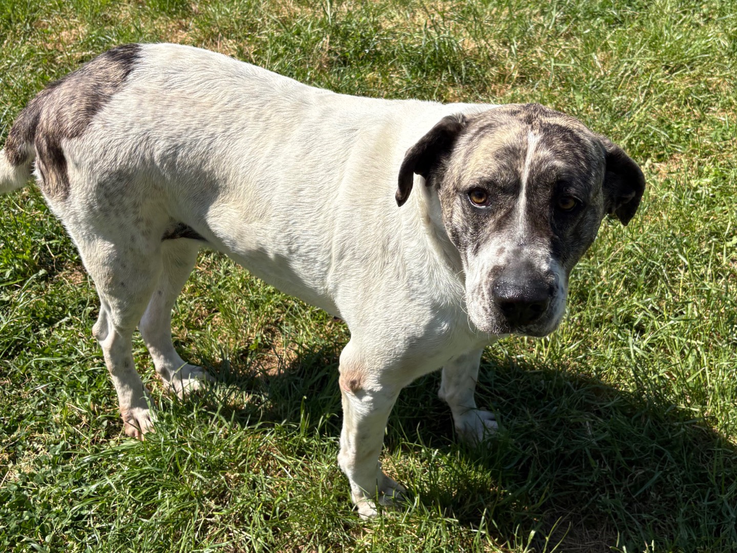 Adozione cane, femmina, Razza sconosciuta Razza sconosciuta, 4 anni e 3 mesi, taglia media, Frosinone