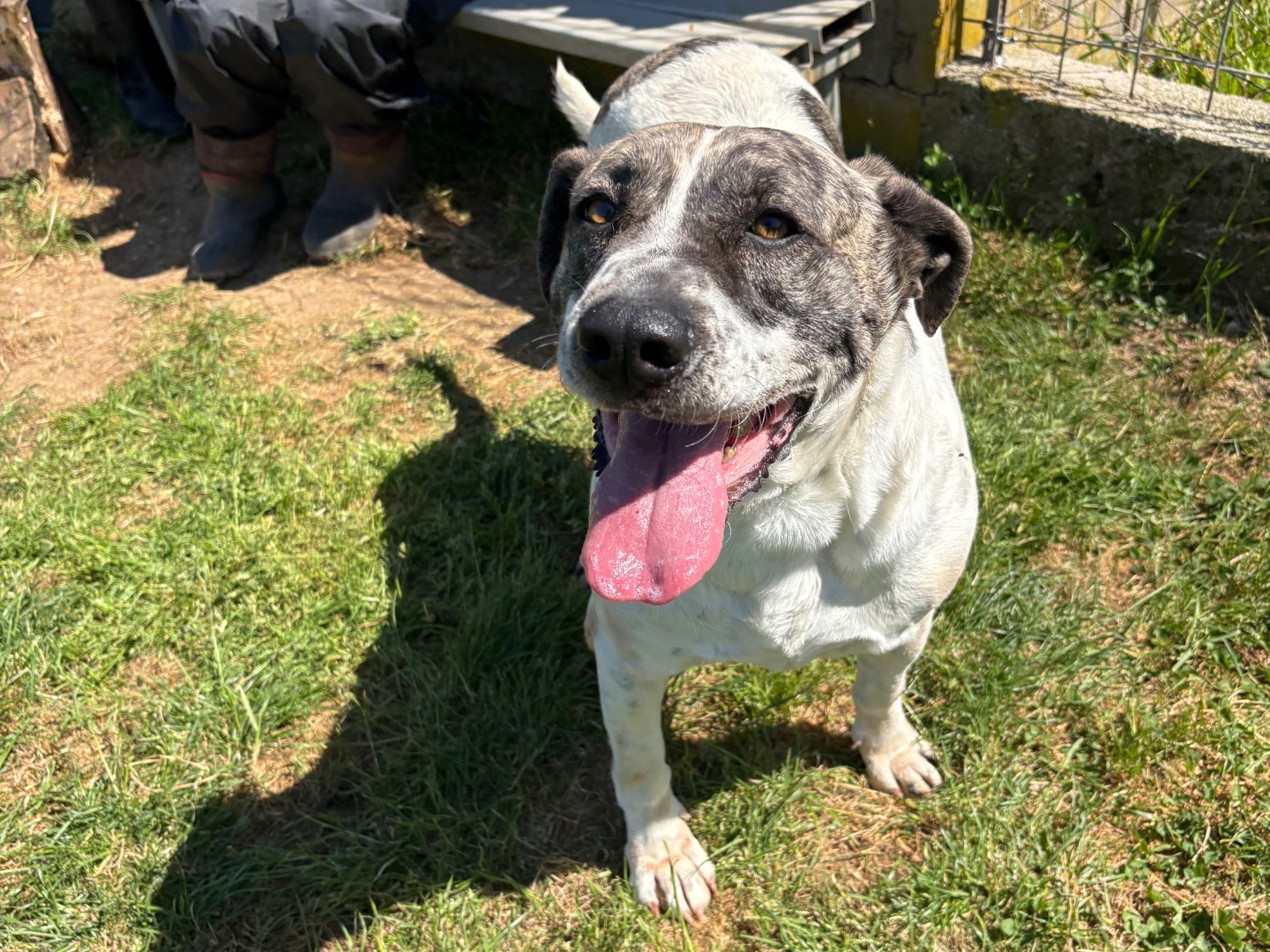 Adotta un cane, femmina, 4 anni e 3 mesi, Frosinone