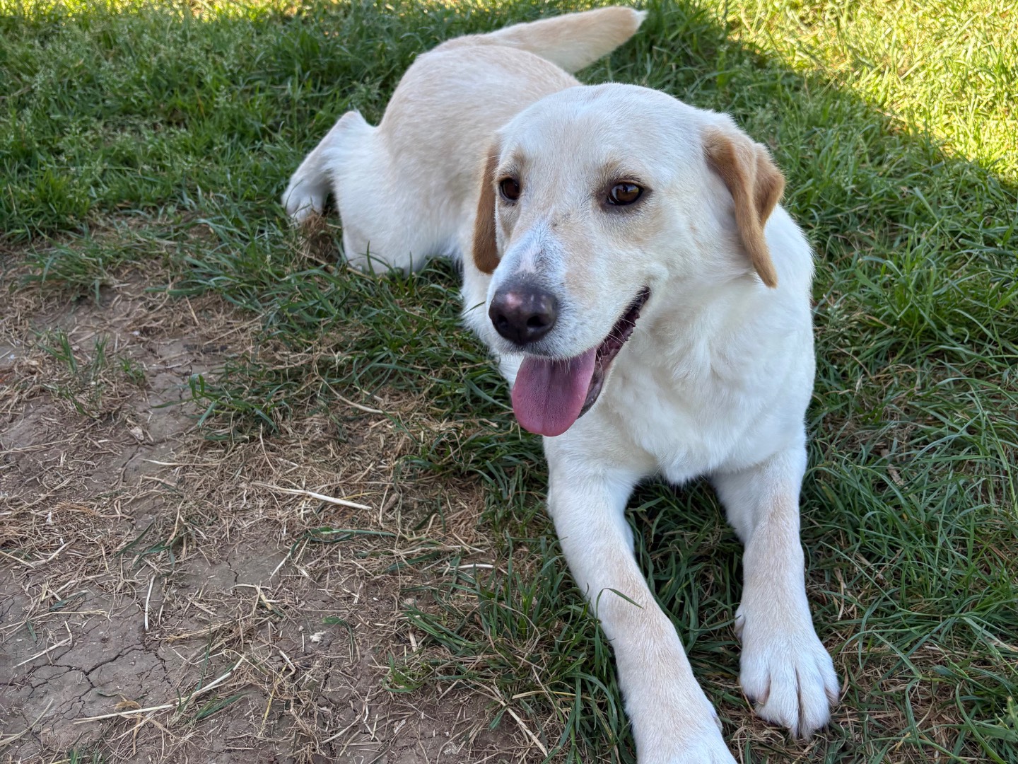 Adotta un cane, taglia piccola, femmina, Frosinone