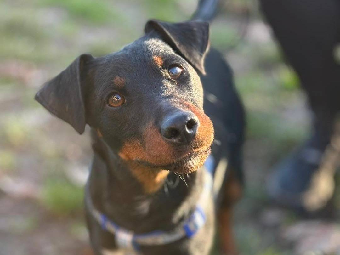 Adozione cane, maschio, Razza sconosciuta Razza sconosciuta, 1 anno e 5 mesi, taglia piccola, Bergamo