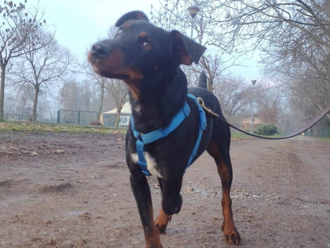 Adotta un cane, maschio, 1 anno e 5 mesi, Bergamo