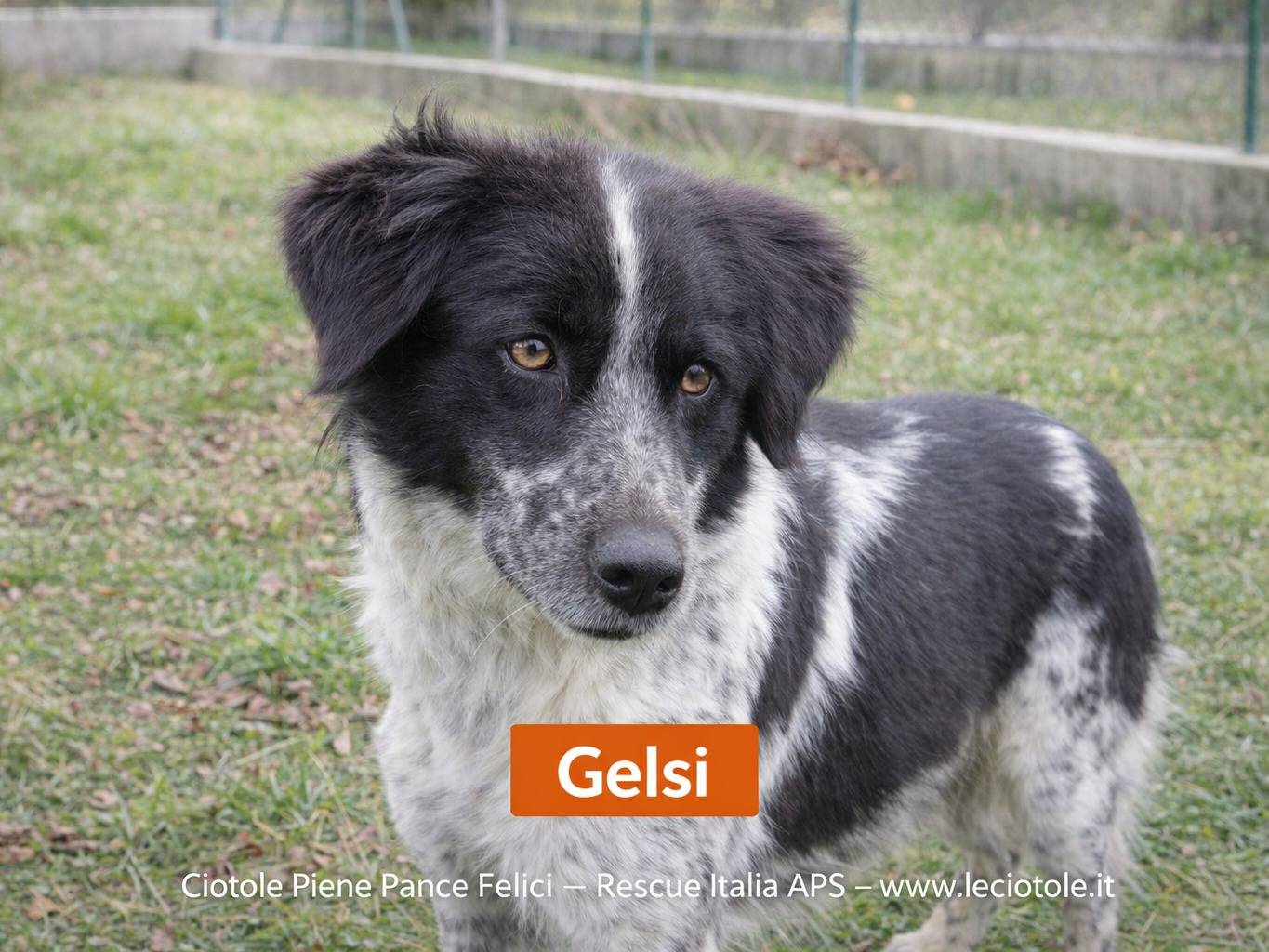 Adozione cane, femmina, Razza sconosciuta Razza sconosciuta, 2 anni e 6 mesi, taglia media contenuta, Avellino