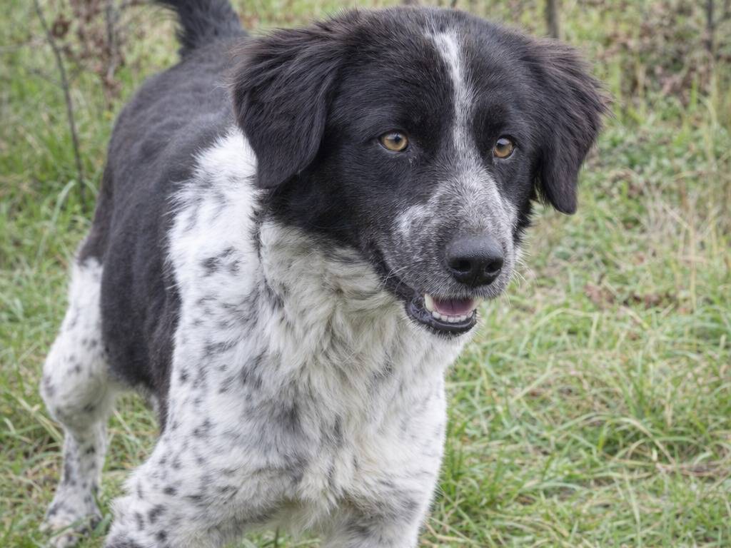 Adotta un cane, taglia media contenuta, femmina, Avellino