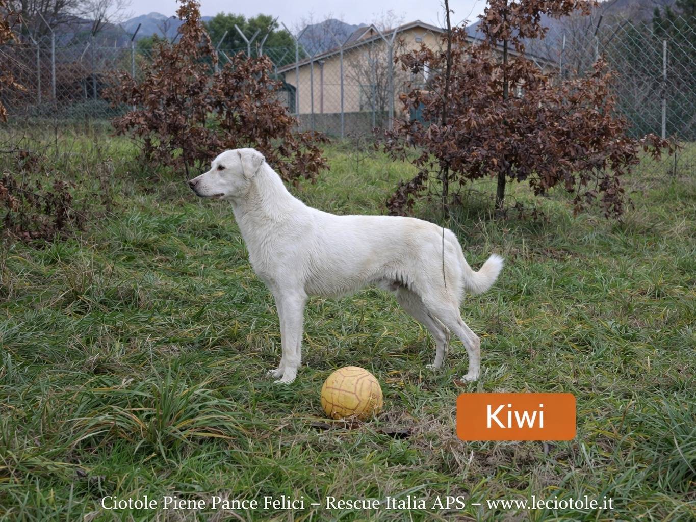 Adozione cane, maschio, Razza sconosciuta Razza sconosciuta, 2 anni e 7 mesi, taglia media, Avellino