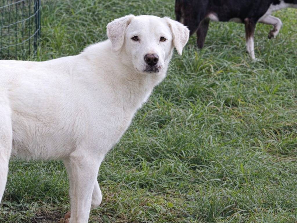 Adotta un cane, maschio, 2 anni e 7 mesi, Avellino