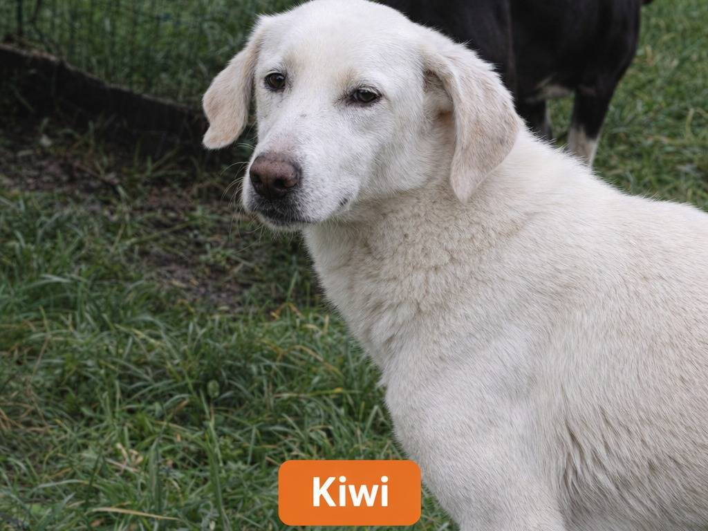 Adotta un cane, taglia media, maschio, Avellino