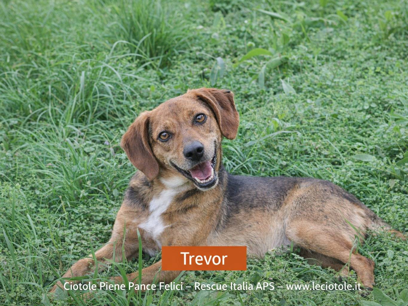 Adozione cane, maschio, Razza sconosciuta Razza sconosciuta, 2 anni e 7 mesi, taglia piccola, Avellino