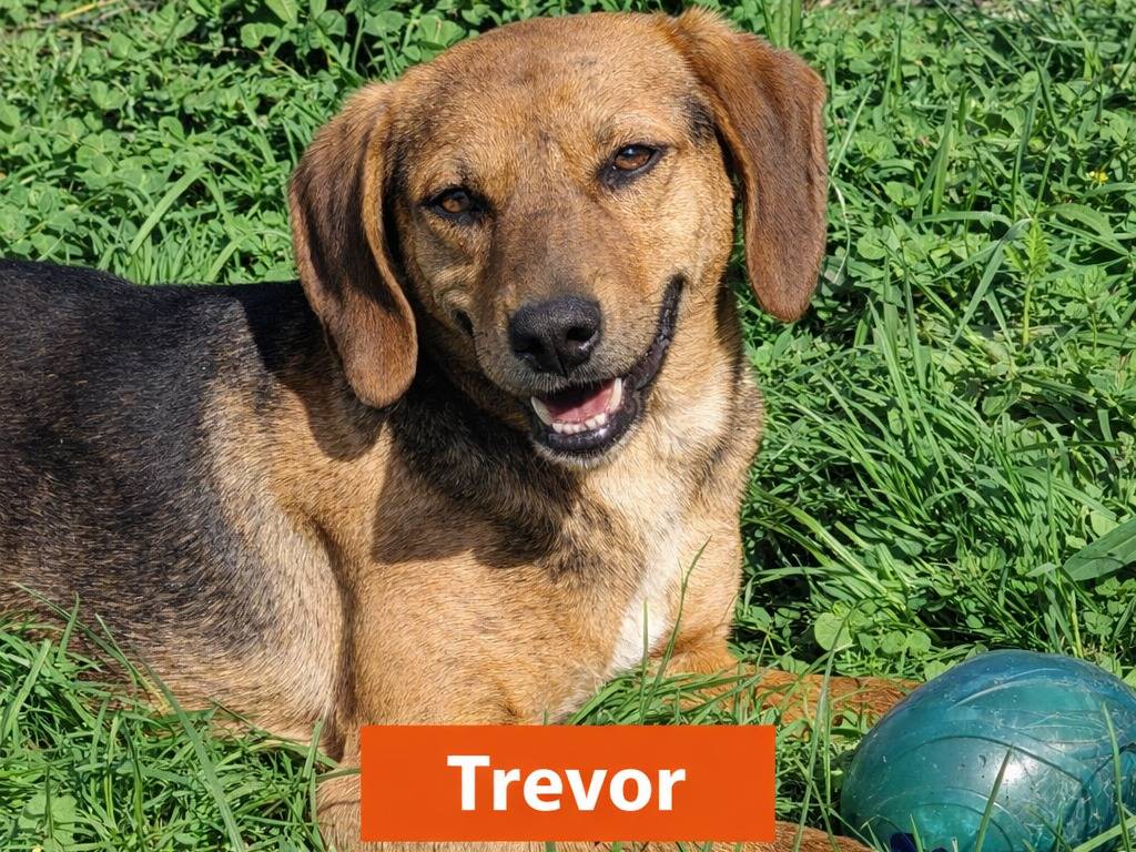 Adotta un cane, maschio, 2 anni e 7 mesi, Avellino