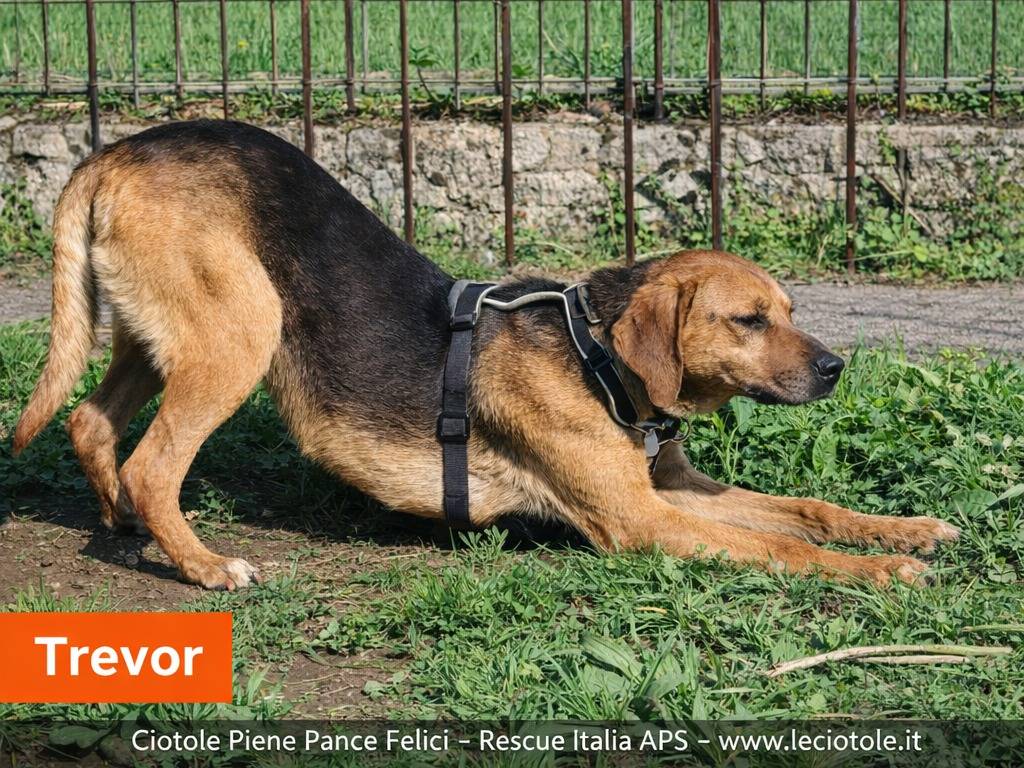 Adotta un cane, taglia piccola, maschio, Avellino