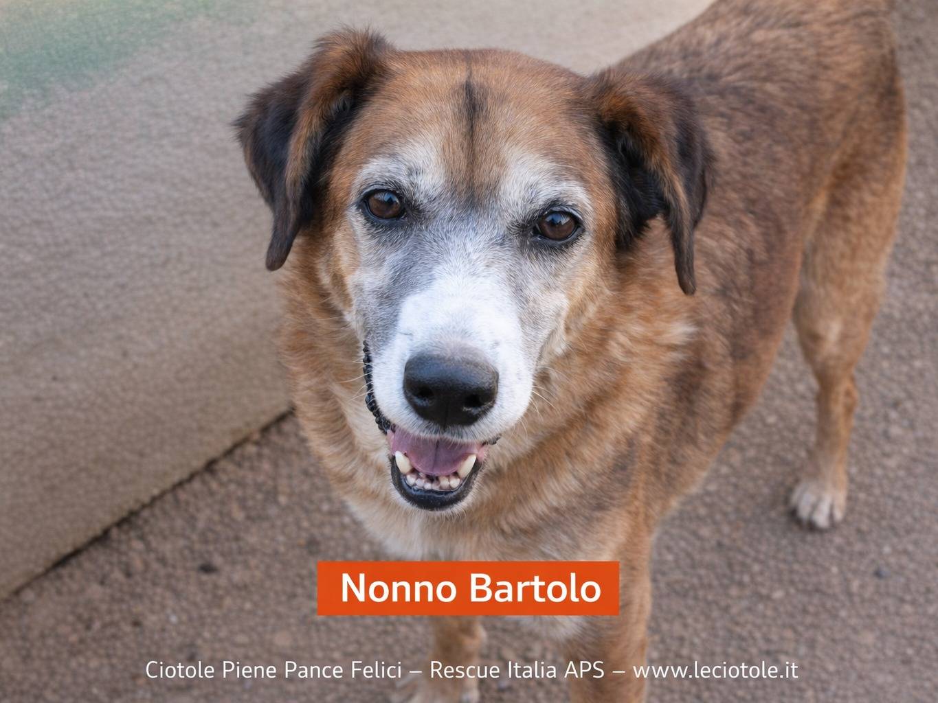 Adozione cane, maschio, Razza sconosciuta Razza sconosciuta, 11 anni e 9 mesi, taglia grande, Avellino