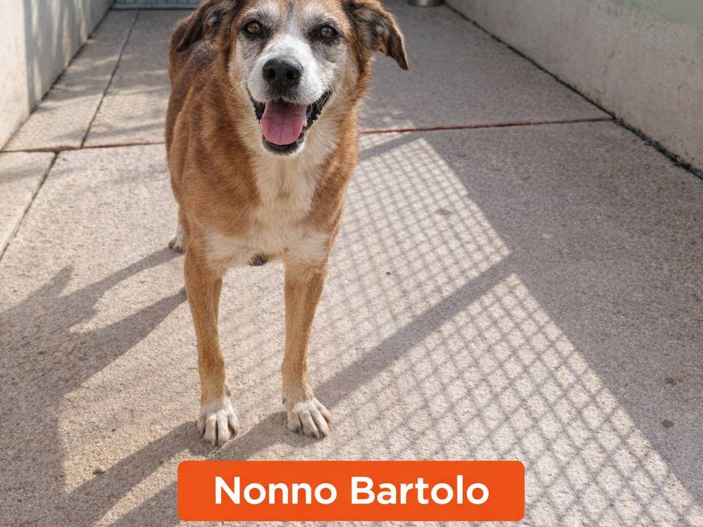 Adotta un cane, maschio, 11 anni e 9 mesi, Avellino