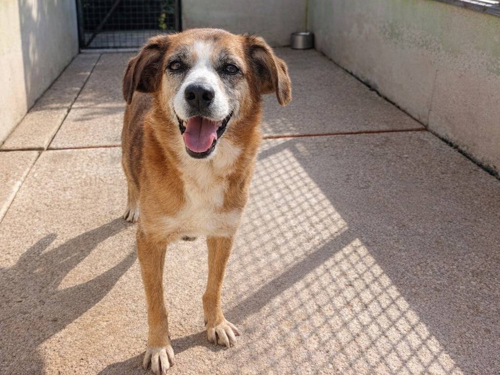 Adotta un cane, taglia grande, maschio, Avellino