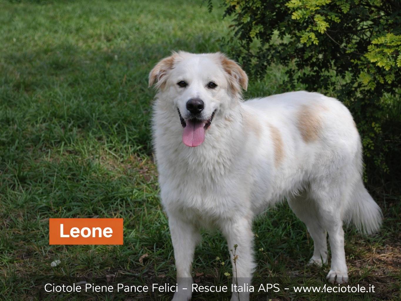 Adozione cane, maschio, Razza sconosciuta Razza sconosciuta, 1 anno e 8 mesi, taglia grande, Avellino