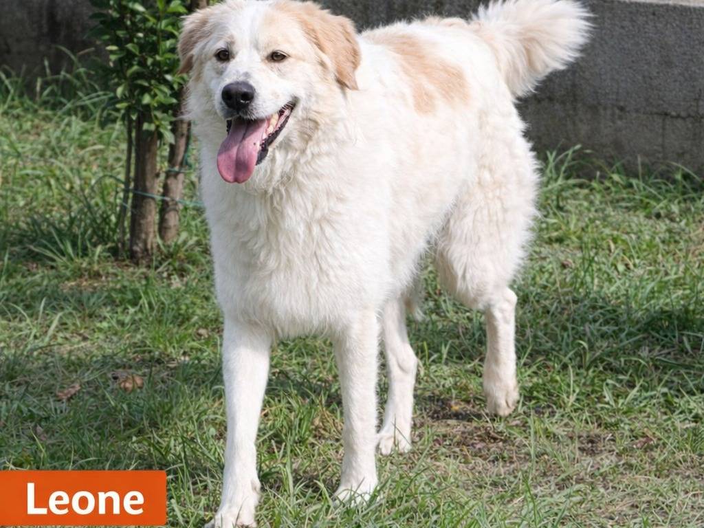 Adotta un cane, maschio, 1 anno e 8 mesi, Avellino