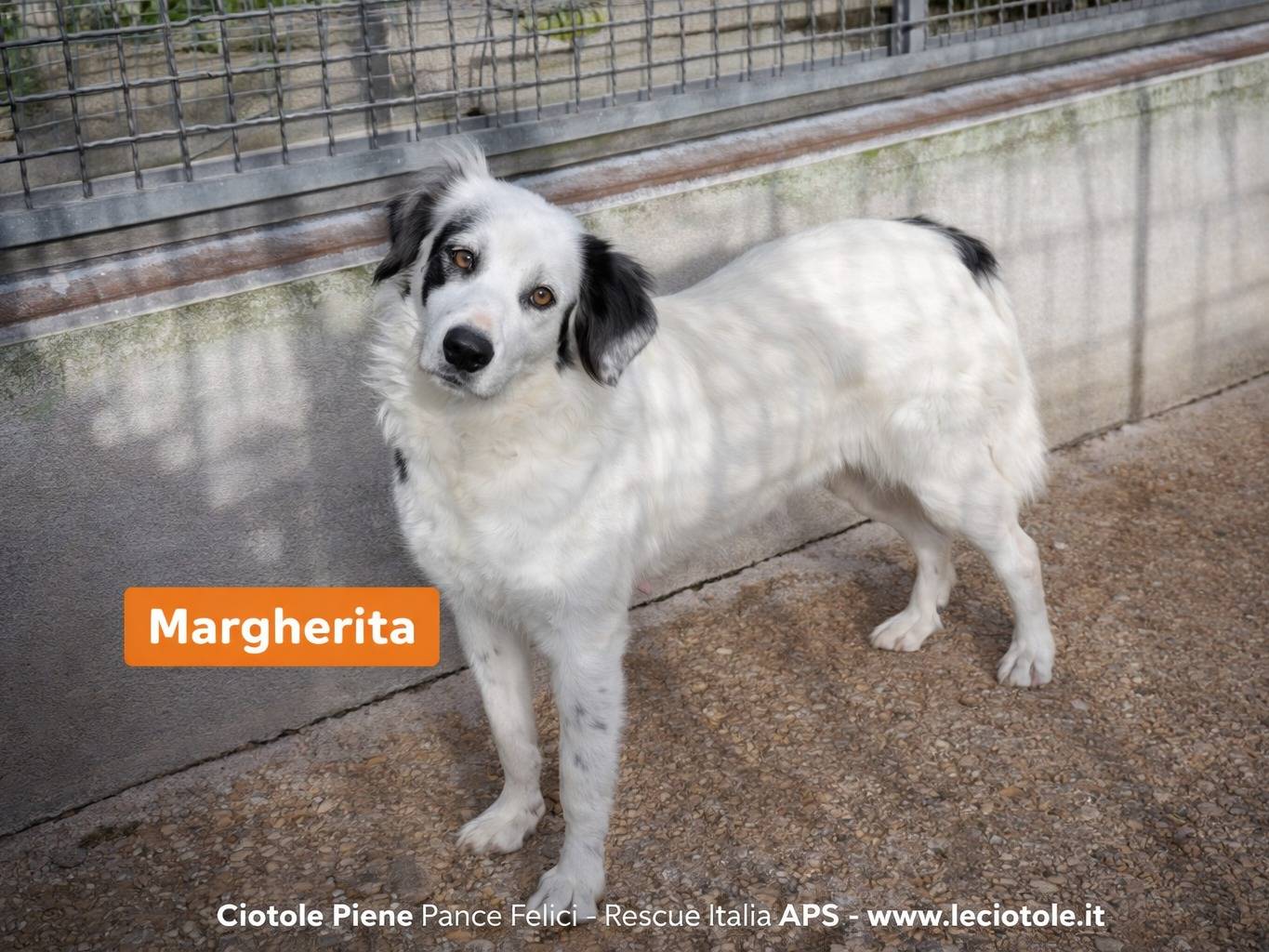 Adozione cane, femmina, Razza sconosciuta Razza sconosciuta, 3 anni e 5 mesi, taglia media, Avellino