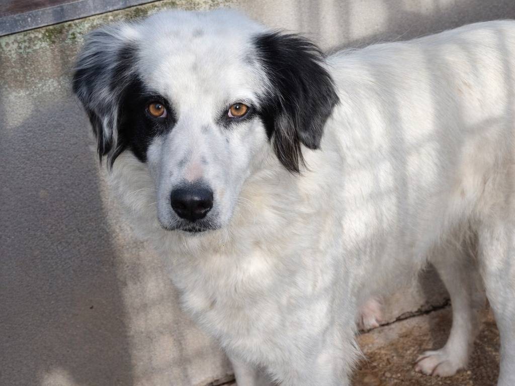 Adotta un cane, femmina, 3 anni e 5 mesi, Avellino