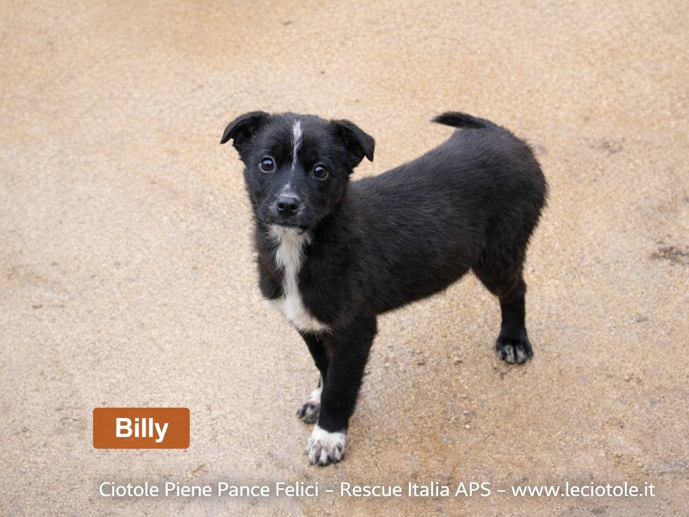 Adozione cane, maschio, Razza sconosciuta Razza sconosciuta, 5 mesi, taglia piccola, Avellino