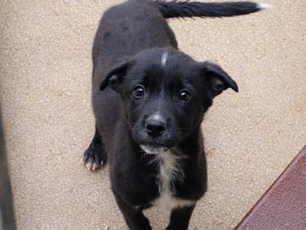 Adotta un cane, taglia piccola, maschio, Avellino