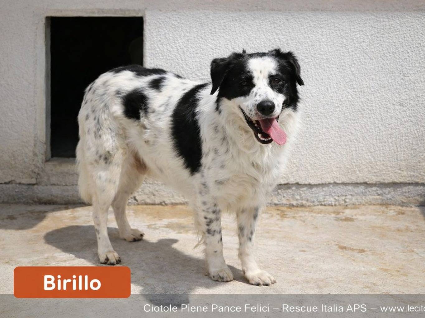 Adozione cane, maschio, Razza sconosciuta Razza sconosciuta, 4 anni e 7 mesi, taglia grande, Avellino