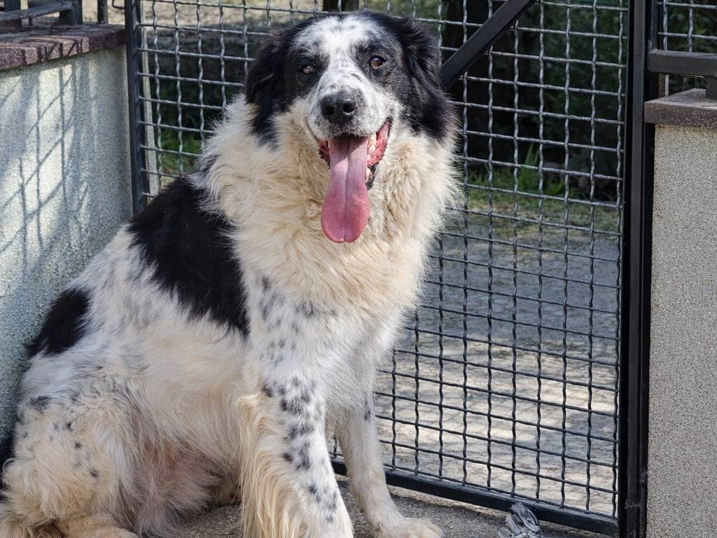 Adotta un cane, maschio, 4 anni e 7 mesi, Avellino