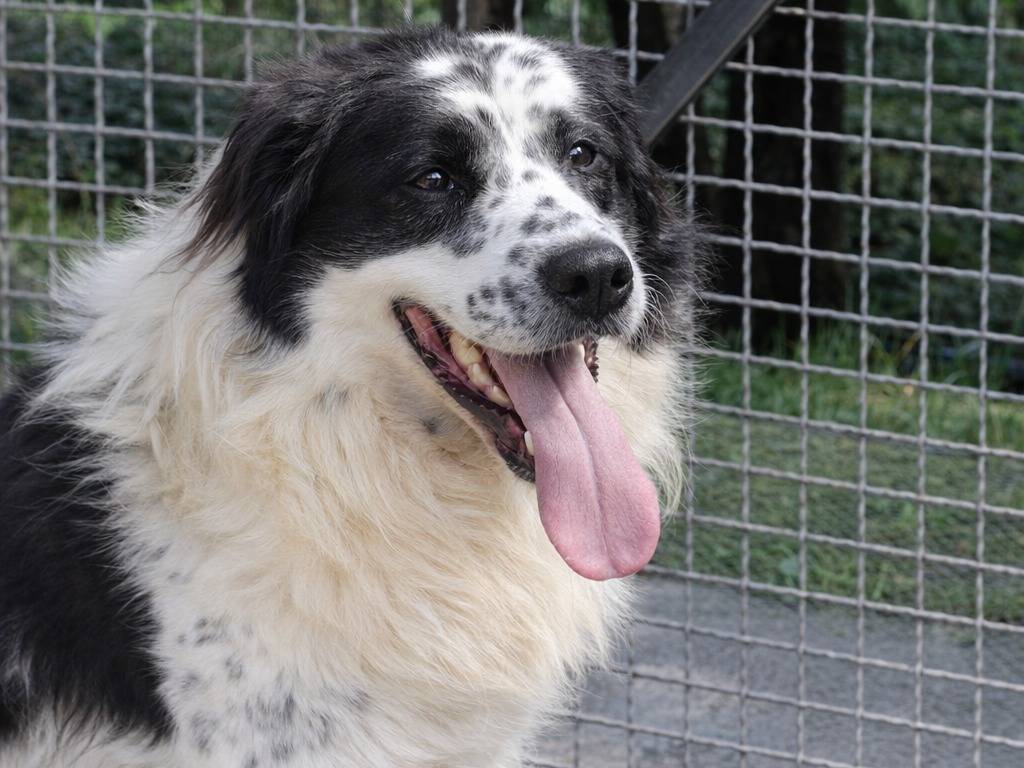 Adotta un cane, taglia grande, maschio, Avellino