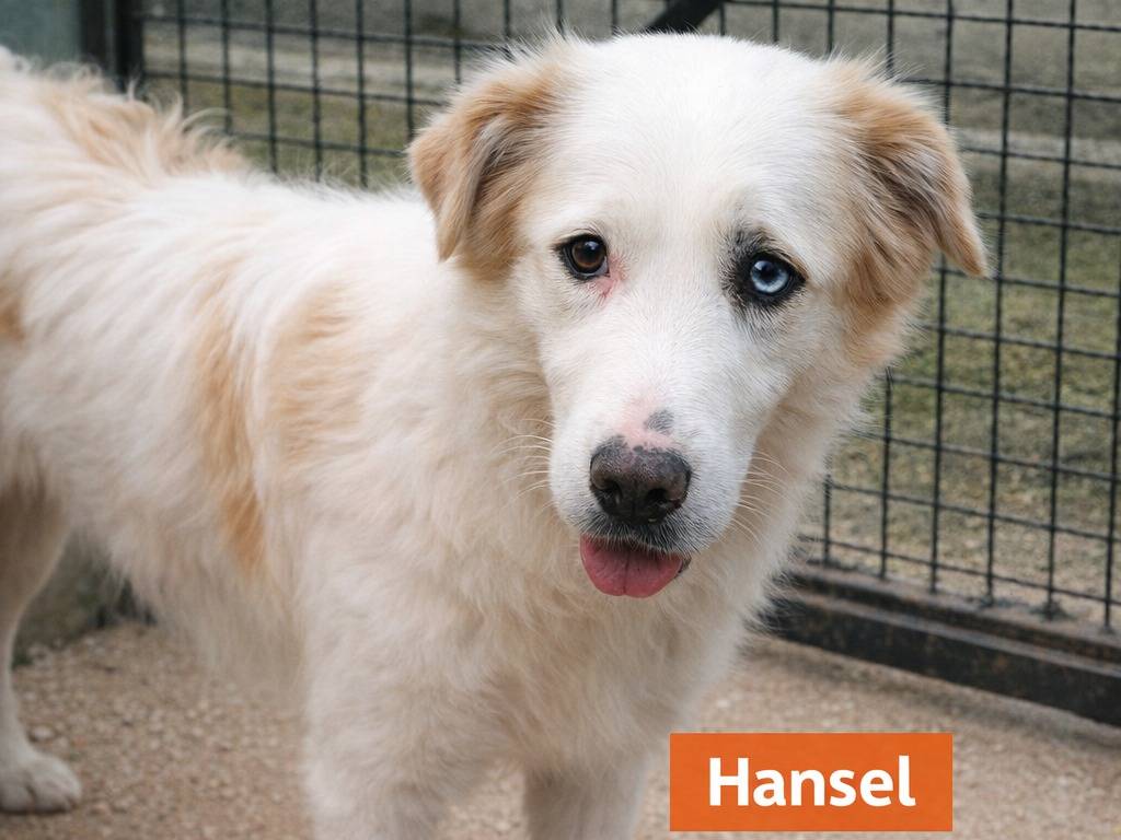 Adozione cane, maschio, Razza sconosciuta Razza sconosciuta, 5 anni e 9 mesi, taglia grande, Avellino