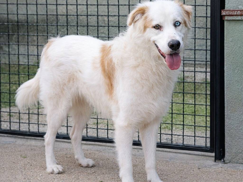 Adotta un cane, maschio, 5 anni e 9 mesi, Avellino