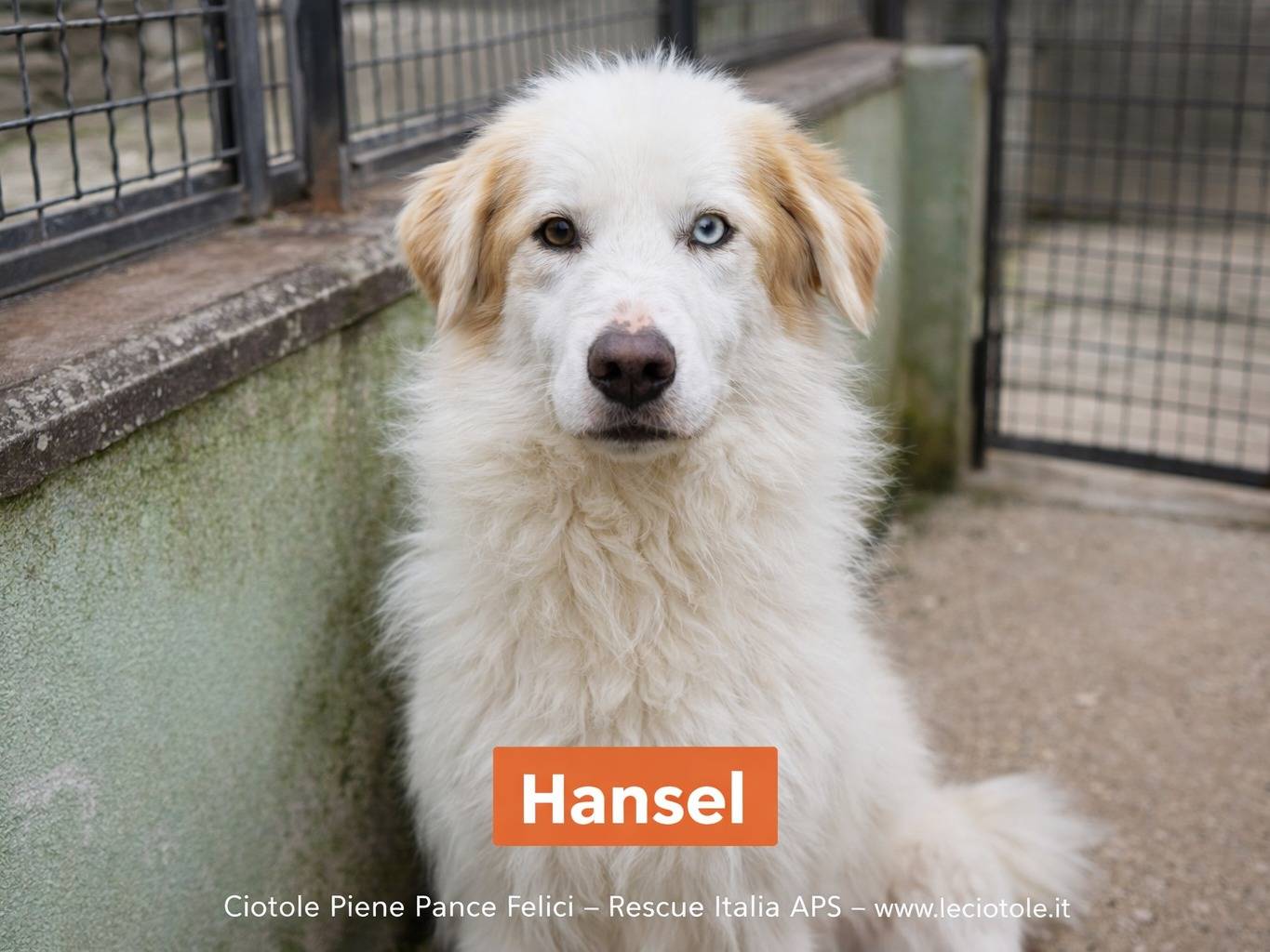 Adotta un cane, taglia grande, maschio, Avellino