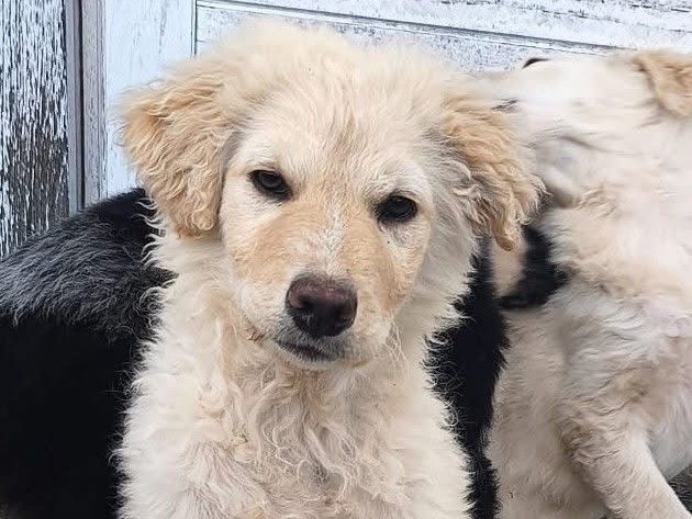 Adozione cane, femmina, Razza sconosciuta Razza sconosciuta, 4 mesi, taglia media, Massa