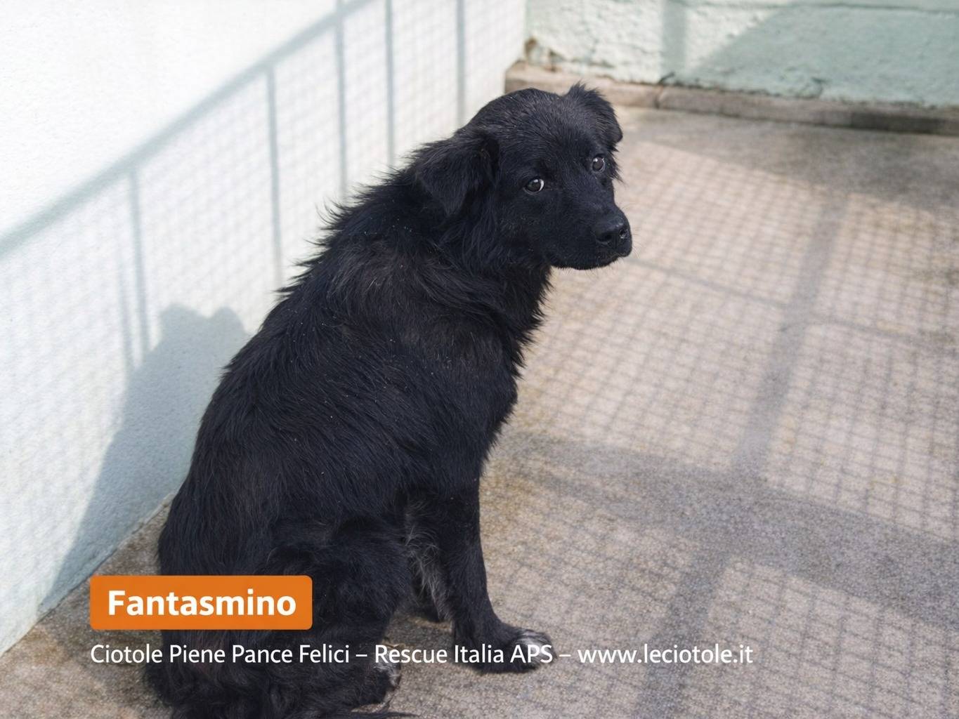 Adozione cane, maschio, Razza sconosciuta Razza sconosciuta, 4 anni e 6 mesi, taglia media, Avellino