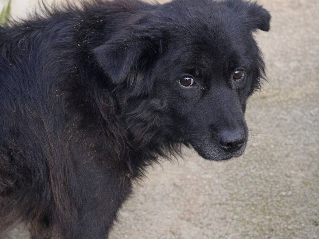 Adotta un cane, maschio, 4 anni e 6 mesi, Avellino