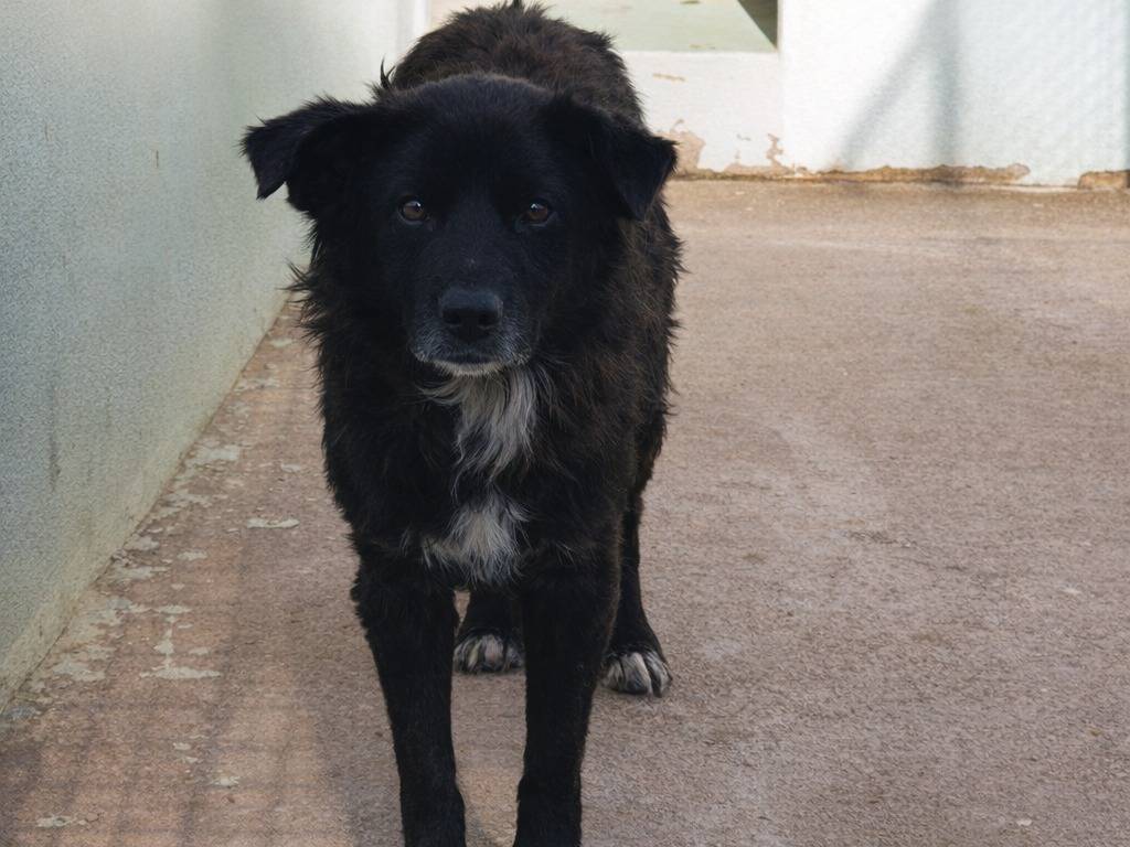 Adotta un cane, taglia media, maschio, Avellino