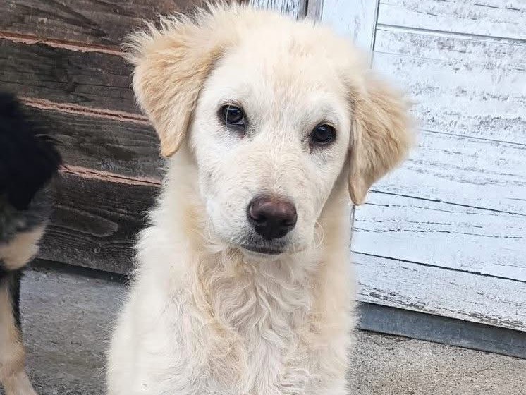 Adozione cane, femmina, Razza sconosciuta Razza sconosciuta, 4 mesi, taglia media, Massa