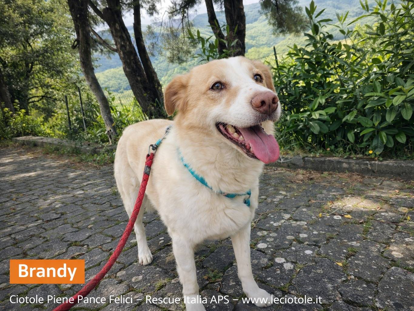 Adotta un cane, maschio, 11 anni e 3 mesi, Avellino