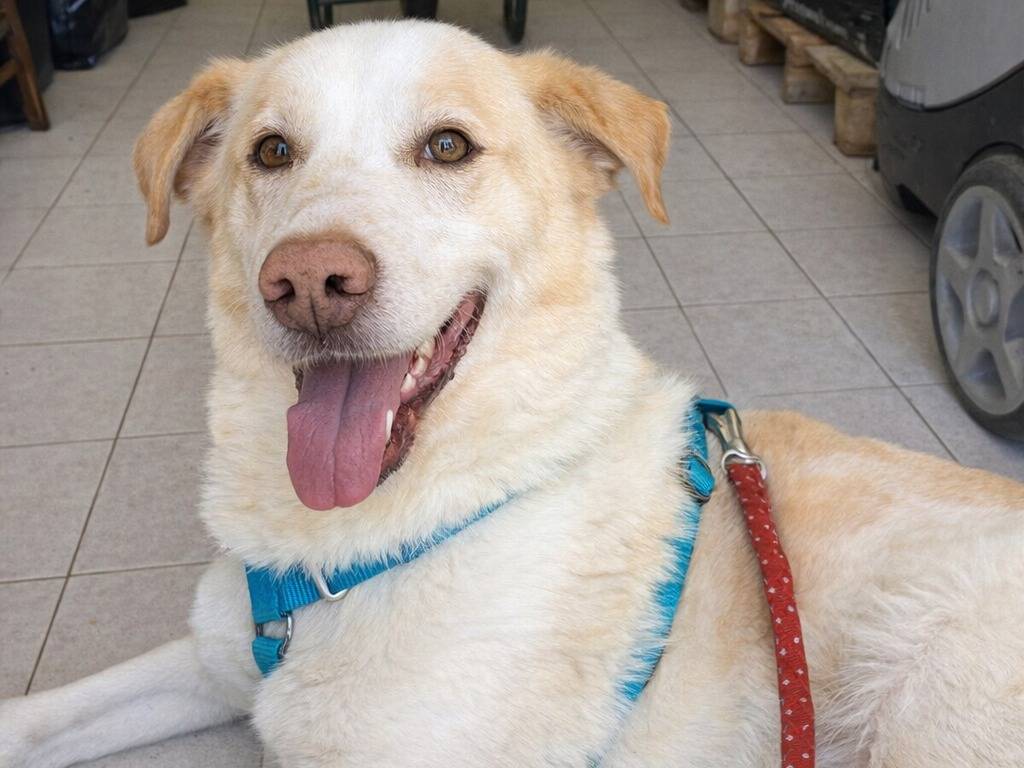 Adotta un cane, taglia media contenuta, maschio, Avellino