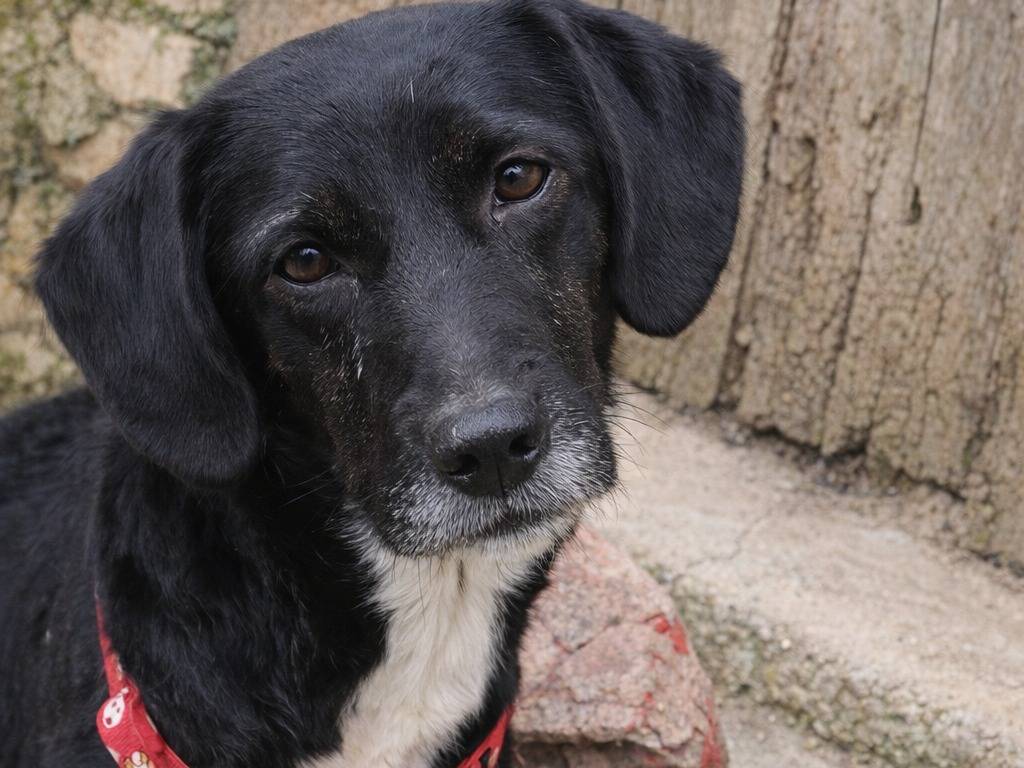 Adotta un cane, femmina, 1 anno e 5 mesi, Avellino