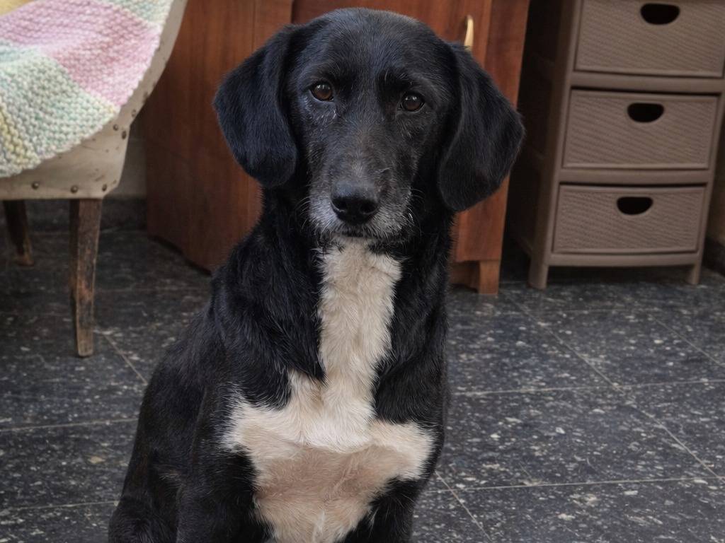 Adotta un cane, taglia piccola, femmina, Avellino