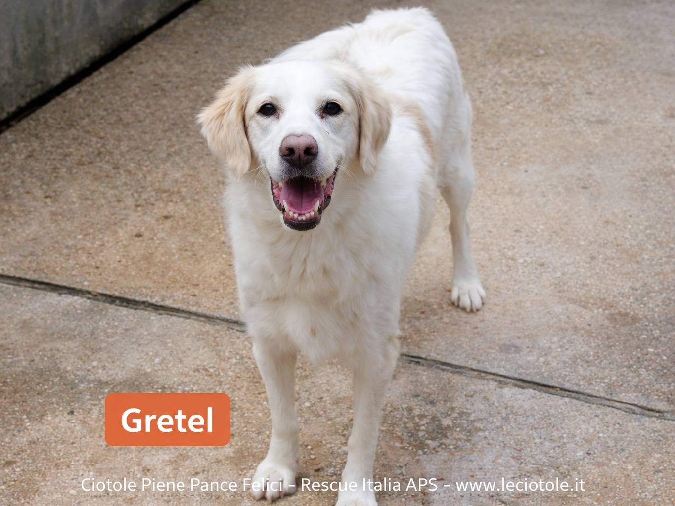 Adozione cane, femmina, Razza sconosciuta Razza sconosciuta, 5 anni e 9 mesi, taglia media, Avellino