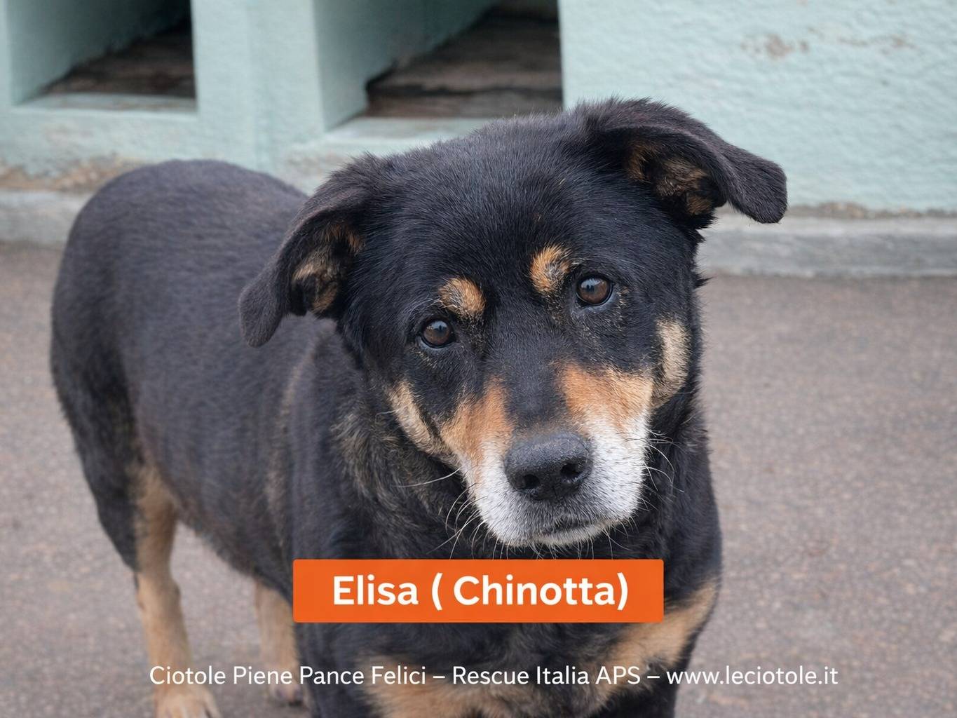 Adozione cane, femmina, Razza sconosciuta Razza sconosciuta, 8 anni e 10 mesi, taglia media, Avellino