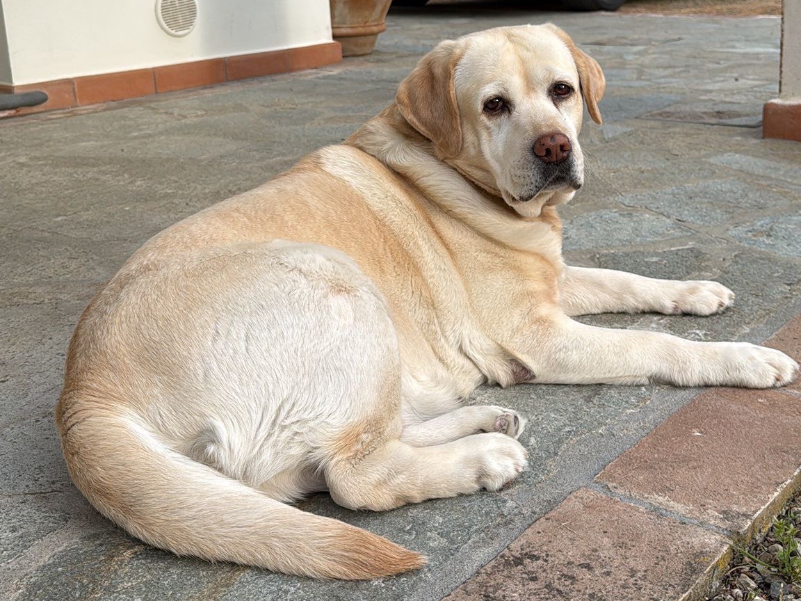 Adozione cane, femmina, Labrador Retriever Razza sconosciuta, 11 anni e 2 mesi, taglia grande, Firenze