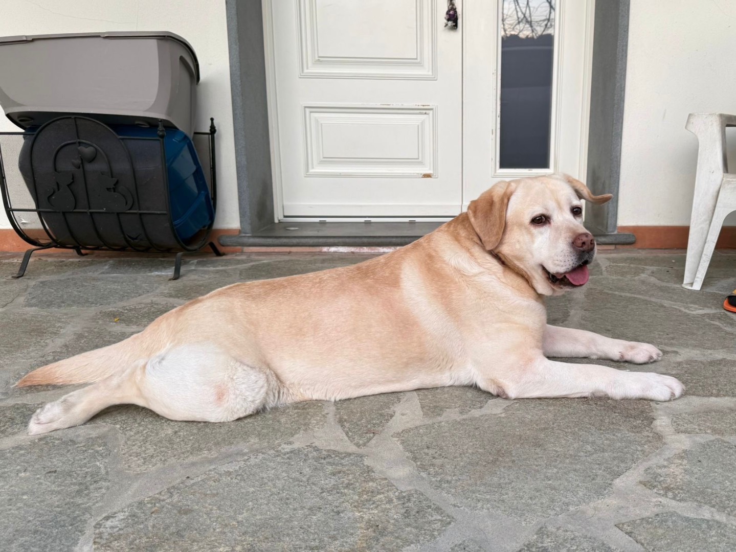 Adotta un cane, femmina, 11 anni e 2 mesi, Firenze